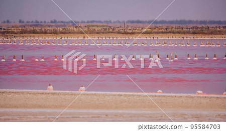 Pink salt cristales. Natural pink salt lake texture. Salt mining. Extremely salty pink lake, colored by microalgae with crystalline salt depositions 95584703