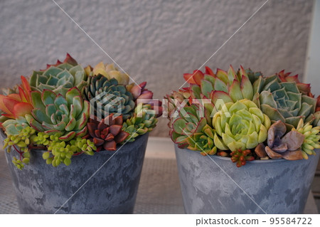 一組多肉植物中五顏六色的盆栽 95584722