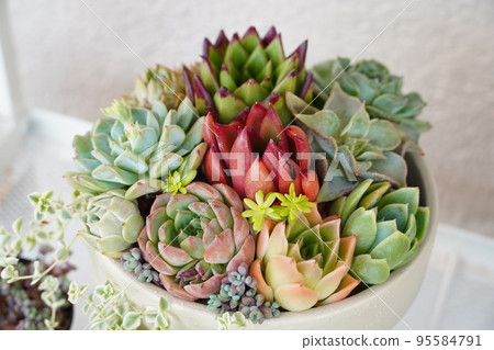 Colorful potted plants in a group of succulents Colorful potted plants in a group of succulents 95584791