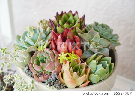 Colorful potted plants in a group of succulents Colorful potted plants in a group of succulents 95584797
