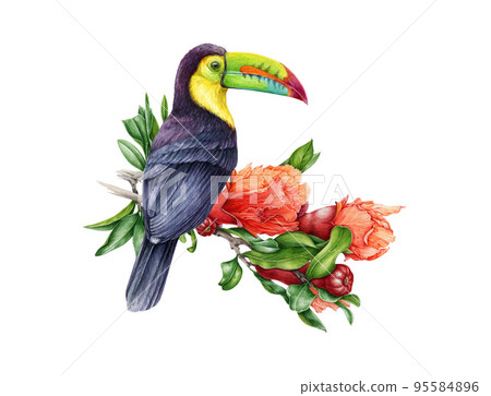 Beautiful bright toucan bird on blooming pomegranate branch. Watercolor hand drawn illustration. Realistic tropical wildlife bird with wild flowers. Toucan with floral decor on white background Beautiful bright toucan bird on blooming pomegranate branch. Watercolor hand drawn illustration. Realistic tropical wildlife bird with wild flowers. Toucan with floral decor on white background 95584896