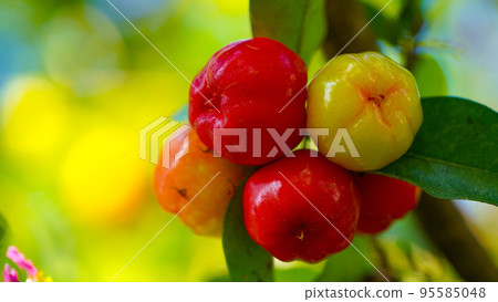 Fresh organic Acerola cherry on the tree Fresh organic Acerola cherry on the tree 95585048