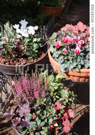 garden cyclamen winter flower group planting 95585368
