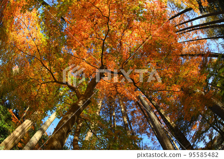 Fallen leaves 95585482