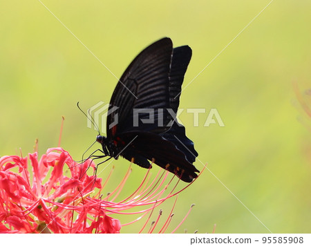 << Chigasaki City / Samukawa Town >> Koidegawa / Close-up of cluster amaryllis and black swallowtail << Chigasaki City / Samukawa Town >> Koidegawa / Close-up of cluster amaryllis and black swallowtail 95585908