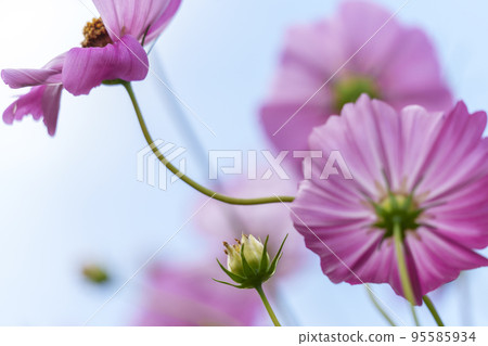 開花往天空的波斯菊 開花往天空的波斯菊 95585934