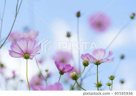 蔚藍天空中閃耀的波斯菊（斑鳩、奈良） 95585936