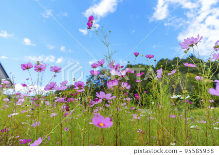 Cosmos field and blue sky (Ikaruga, Nara) 95585938