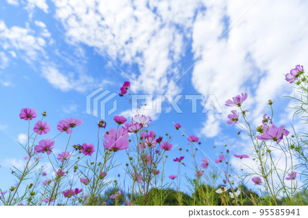 秋天的天空中閃耀的大波斯菊（斑鳩、奈良） 95585941