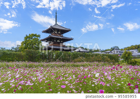 Hokiji Temple and cosmos in full bloom in the clear autumn sky (Ikaruga Town, Nara Prefecture) 95585955