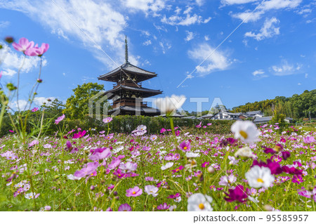Hokiji Temple and cosmos in full bloom in the clear autumn sky (Ikaruga Town, Nara Prefecture) Hokiji Temple and cosmos in full bloom in the clear autumn sky (Ikaruga Town, Nara Prefecture) 95585957