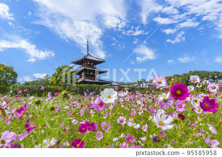 秋天晴朗的天空中盛開的法喜寺和波斯菊（奈良縣斑鳩町） 95585958