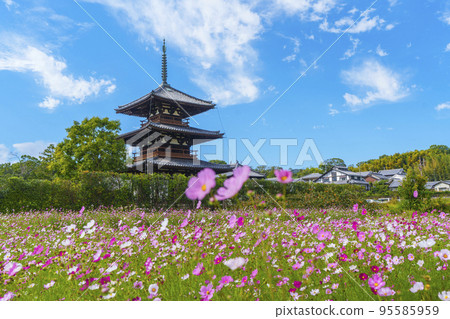 Hokiji Temple and cosmos in full bloom in the clear autumn sky (Ikaruga Town, Nara Prefecture) 95585959