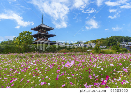 秋天晴朗的天空中盛開的法喜寺和波斯菊（奈良縣斑鳩町） 95585960