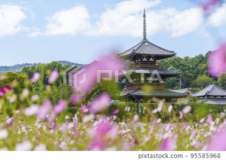 秋天晴朗的天空中盛開的法喜寺和波斯菊（奈良縣斑鳩町） 95585968