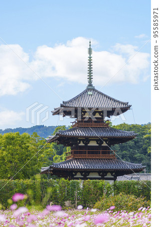 秋天晴朗的天空中盛開的法喜寺和波斯菊（奈良縣斑鳩町） 95585971