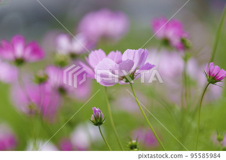 歷史遺跡中宮寺遺址,盛開的波斯菊(奈良縣斑鳩町) 歷史遺跡中宮寺遺址,盛開的波斯菊(奈良縣斑鳩町) 95585984