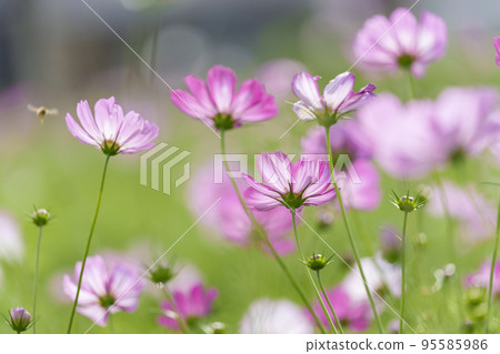 歷史遺跡中宮寺遺址，盛開的波斯菊（奈良縣斑鳩町） 95585986