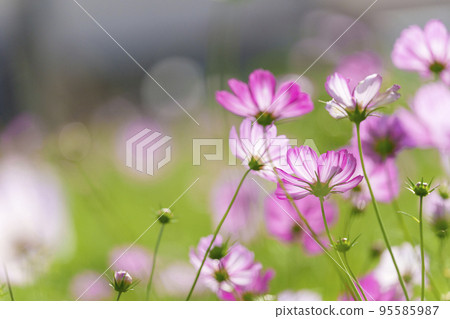 歷史遺跡中宮寺遺址，盛開的波斯菊（奈良縣斑鳩町） 95585987