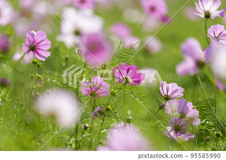 中宮寺遺址 沐浴在秋日陽光下的大波斯菊（奈良縣斑鳩町） 95585990