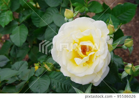 Andre Grandier 95586026