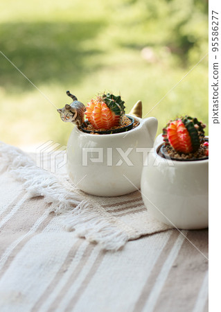 A pair of moon cactus or Gymnocalycium mihanovichii in cute ceramic pots on an outdoor table 95586277