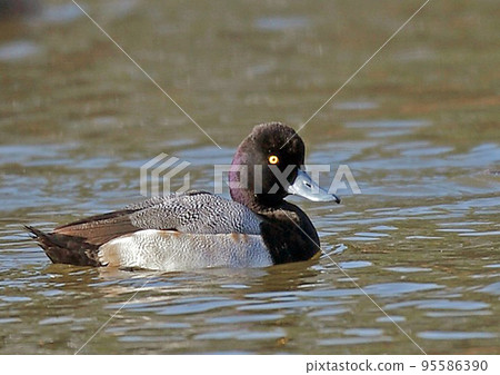 Small duck_20060107_2829 95586390