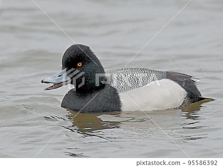 Black-spotted duck_20090308_9634 Black-spotted duck_20090308_9634 95586392