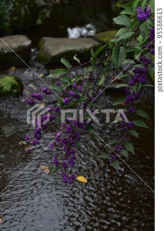 Autumn fruit: Komurasaki A deciduous shrub belonging to the Lamiaceae family that blooms in summer and bears purple fruit in autumn. Autumn fruit: Komurasaki A deciduous shrub belonging to the Lamiaceae family that blooms in summer and bears purple fruit in autumn. 95586615