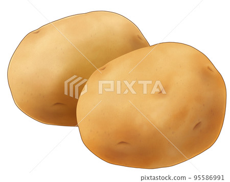 Hand-drawn illustration of a realistic taste of two potatoes 95586991