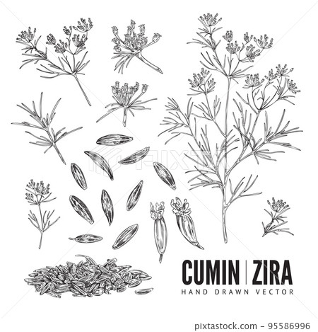Cumin seasoning hand drawn sketch, plant and seeds - vector illustration isolated on white background. 95586996