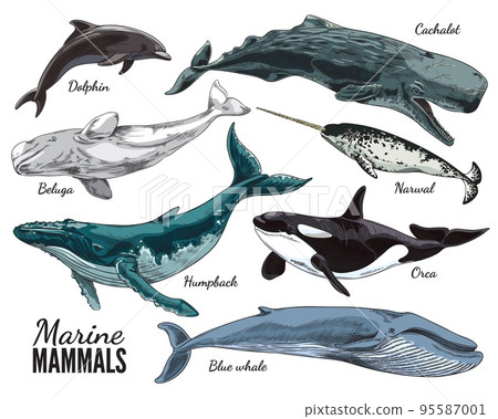 Set of hand drawn colorful marine mammals, vector illustration 95587001