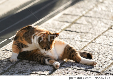 Cat -Grooming while basking in the sun- 95587173