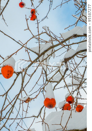 柿子被雪覆蓋,柿子被雪掩埋 柿子被雪覆蓋,柿子被雪掩埋 95587277