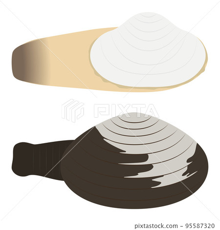 clam illustrations 95587320