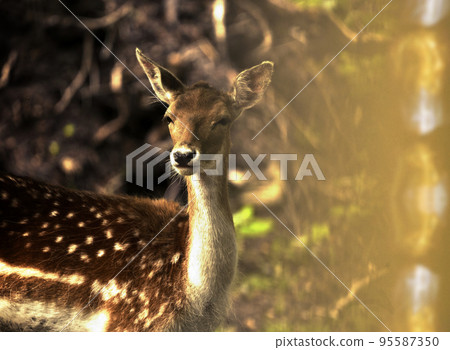 Warm view of a dam doe in the light of setting sun with blurred lightflares at the edge 95587350