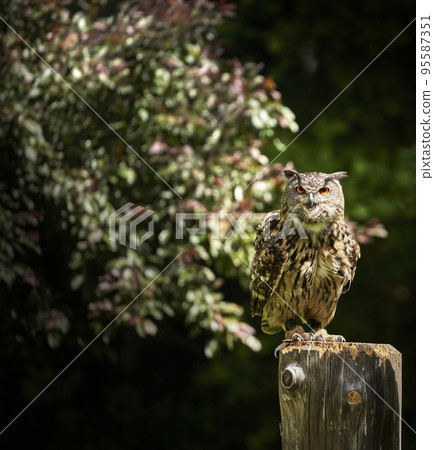 Eagle owl, Bubo bubo, sitting on a wooden post in bright daylight in the sunshine, cropped by selective focus 95587351