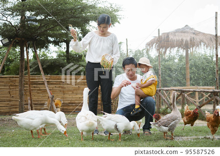Happy family father, mother and son feed duck at farm. Happy family father, mother and son feed duck at farm. 95587526