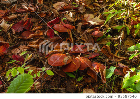 Natural mushroom Suillus grevillei Natural mushroom Suillus grevillei 95587540