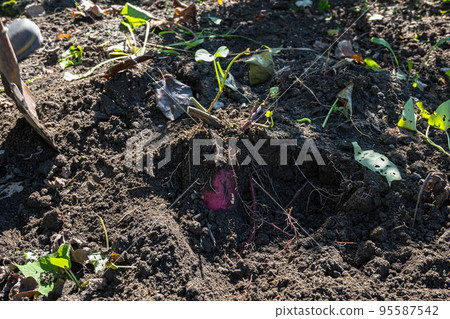 Harvesting sweet potatoes Harvesting sweet potatoes 95587542