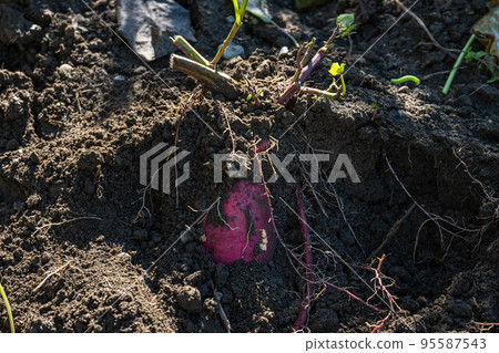 Harvesting sweet potatoes 95587543