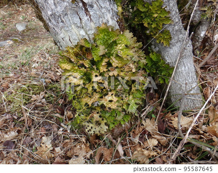 A member of the rhinoceros moss that grew on the trees of the plateau 95587645