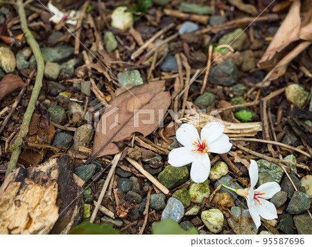 beautiful white tung flower fallen 95587696
