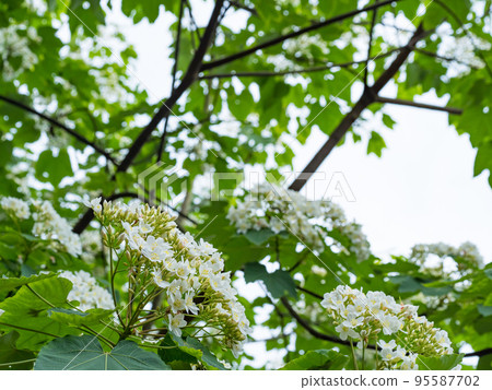 White tung flower blooms on the branches 95587702