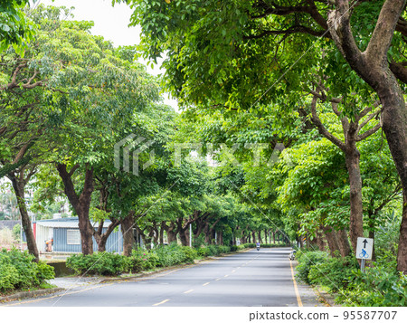 Landscape of straight road under the trees 95587707