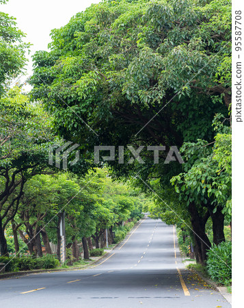 Landscape of straight road under the trees 95587708