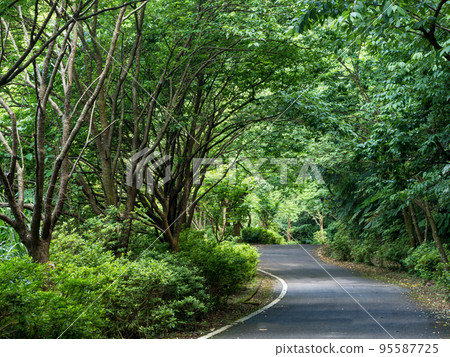 Landscape of straight road under the trees 95587725