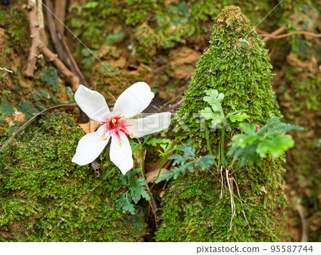 beautiful white tung flower fallen beautiful white tung flower fallen 95587744