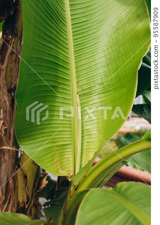 Stacked green banana leaf stem, Tropical leaf texture in garden, abstract nature green background. Tropical forest on a summer day 95587909