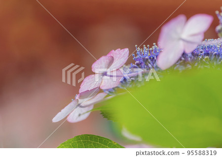 Light purple hydrangea light green and hydrangea pink hydrangea white hydrangea 95588319